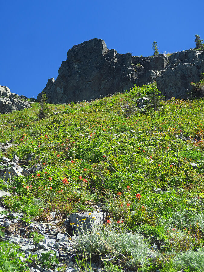wildflowers below Silver Star's summit [Silver Star Mountain, Gifford Pinchot National Forest, Skamania County, Washington]