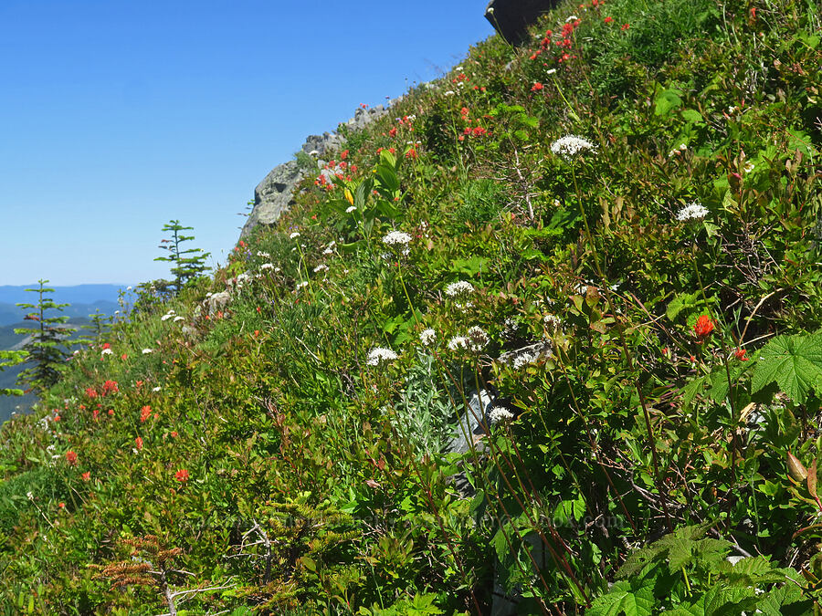 wildflowers [Silver Star Mountain, Gifford Pinchot National Forest, Skamania County, Washington]