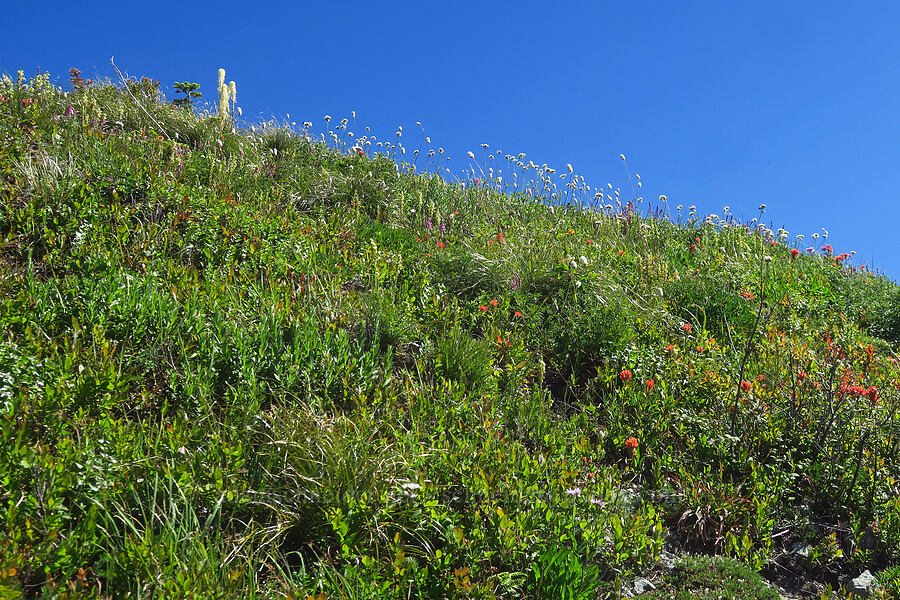 wildflowers [Silver Star Mountain, Gifford Pinchot National Forest, Skamania County, Washington]