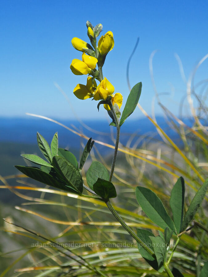 golden pea (Thermopsis montana) [Silver Star Mountain, Gifford Pinchot National Forest, Skamania County, Washington]