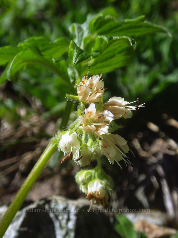 Fendler's waterleaf (Hydrophyllum fendleri var. albifrons (Hydrophyllum albifrons)) [Silver Star Trail, Gifford Pinchot National Forest, Skamania County, Washington]