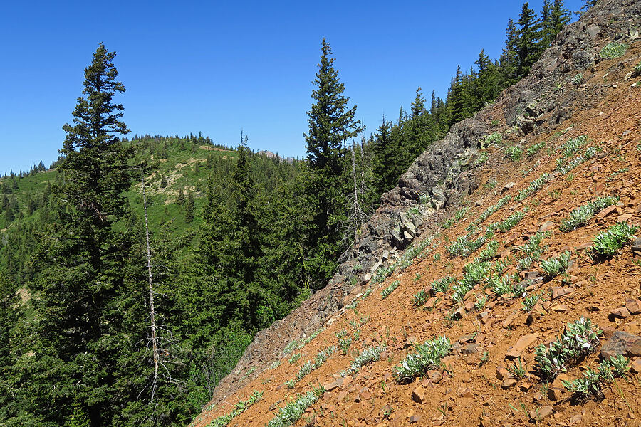 steep ridge [southwest ridge of Joker, Okanogan-Wenatchee National Forest, Kittitas County, Washington]