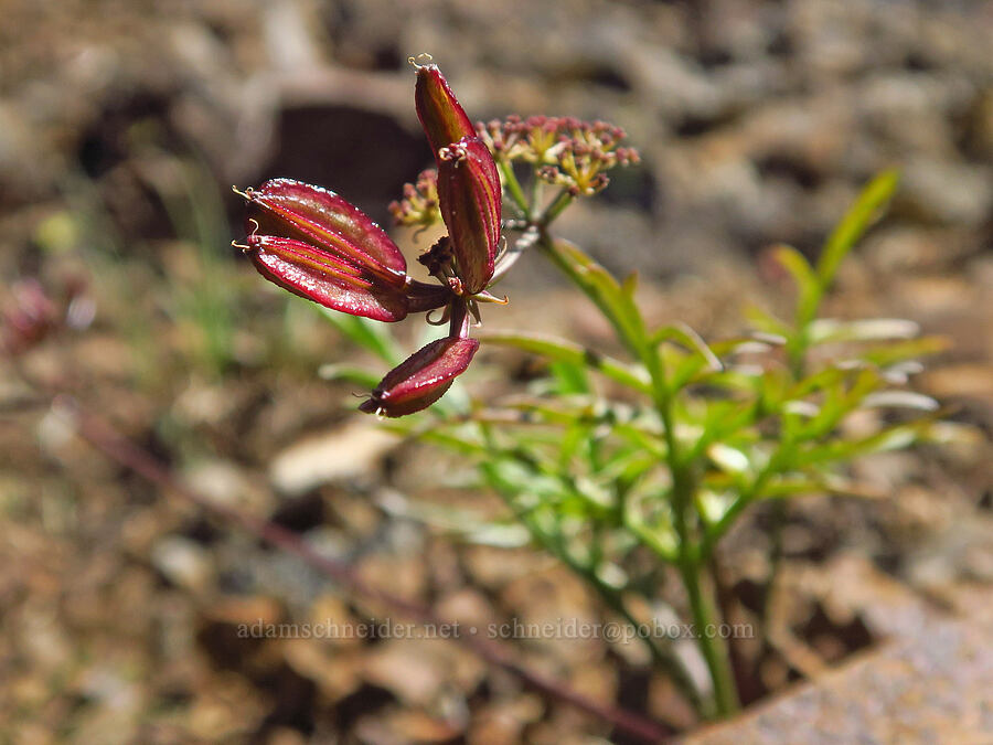 desert parsley (which?), going to seed (Lomatium sp.) [Joker Mountain, Okanogan-Wenatchee National Forest, Kittitas County, Washington]