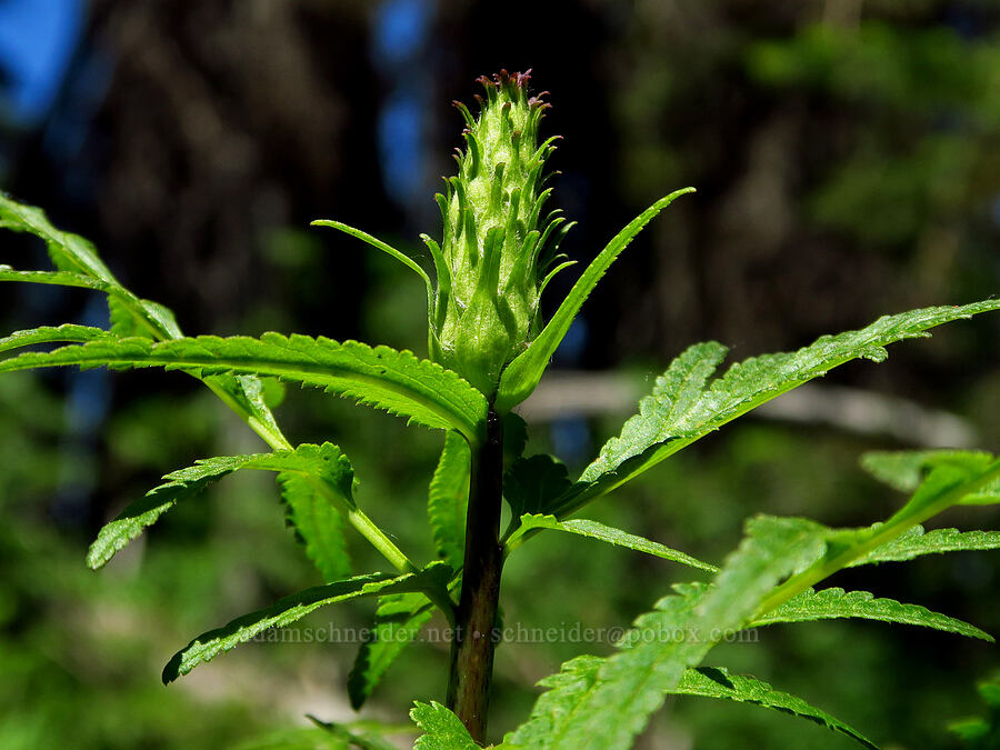 bracted lousewort, budding (Pedicularis bracteosa) [County Line Trail, Okanogan-Wenatchee National Forest, Chelan County, Washington]