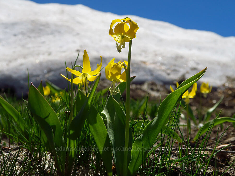 glacier lilies & snow (Erythronium grandiflorum) [County Line Trail, Okanogan-Wenatchee National Forest, Chelan County, Washington]