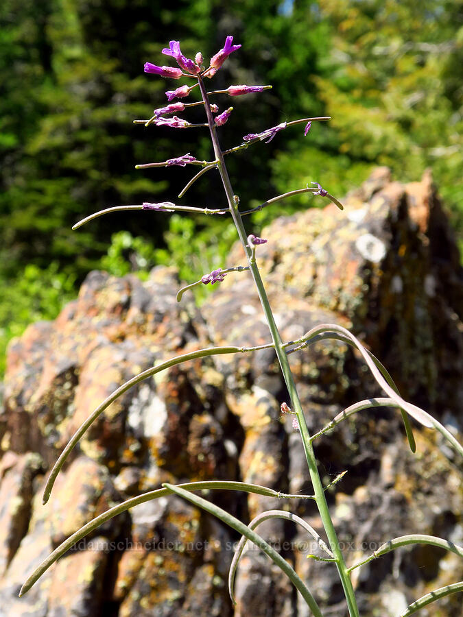 rock-cress (which?) (Boechera sp. (Arabis sp.)) [County Line Trail, Okanogan-Wenatchee National Forest, Chelan County, Washington]