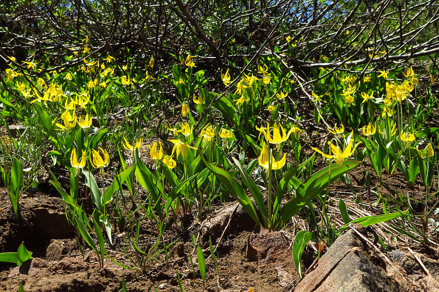 glacier lilies (Erythronium grandiflorum) [Jester Mountain, Okanogan-Wenatchee National Forest, Chelan County, Washington]