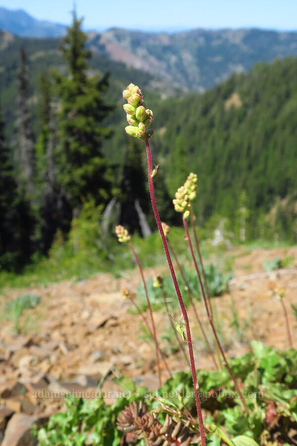 small-flowered alumroot (Heuchera cylindrica) [Iron Bear Peak, Okanogan-Wenatchee National Forest, Kittitas County, Washington]