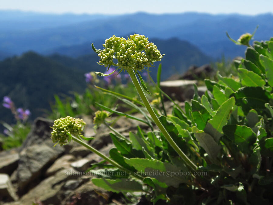 heart-leaf buckwheat (Eriogonum compositum) [Iron Bear Peak, Okanogan-Wenatchee National Forest, Kittitas County, Washington]