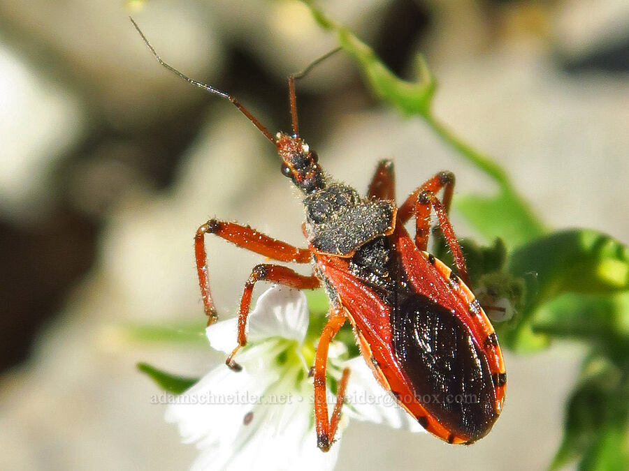 assassin bug (Rhynocoris ventralis) [Iron Bear Peak, Okanogan-Wenatchee National Forest, Kittitas County, Washington]