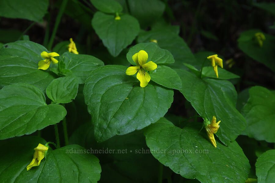 pioneer violets (Viola glabella) [Iron Bear Trail, Okanogan-Wenatchee National Forest, Kittitas County, Washington]