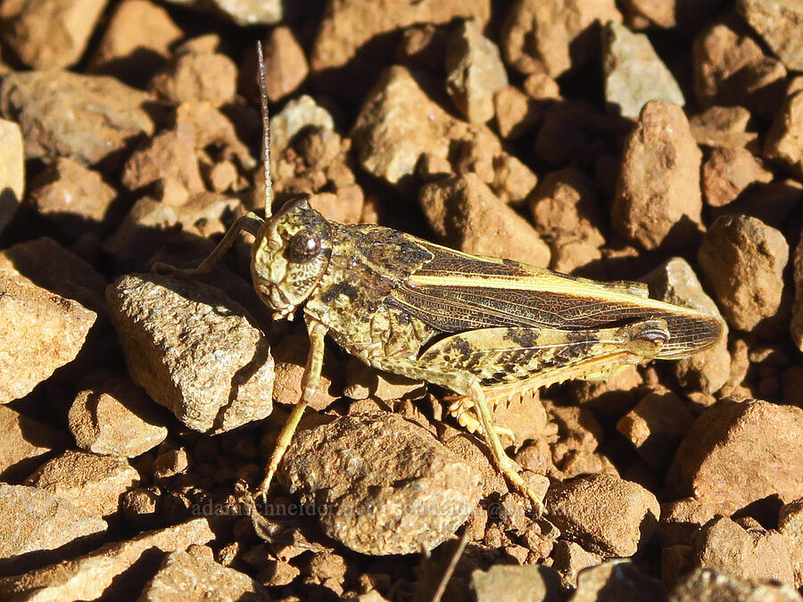 grasshopper (which?) [Iron Bear Trail, Okanogan-Wenatchee National Forest, Kittitas County, Washington]