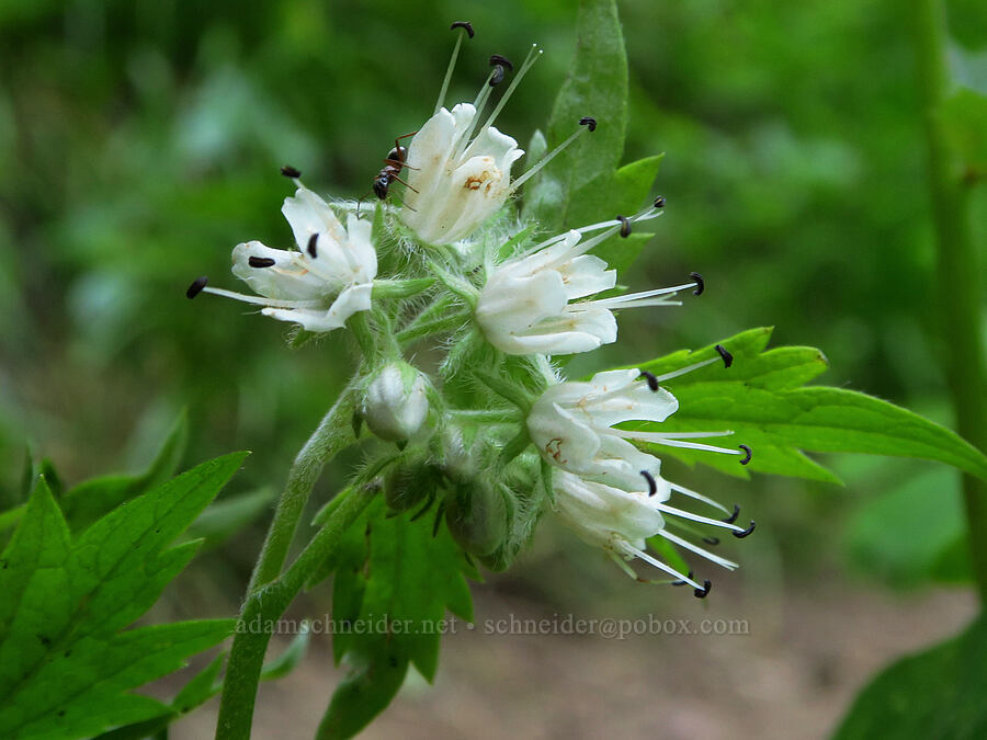 Fendler's waterleaf (Hydrophyllum fendleri var. albifrons) [Iron Bear Trail, Okanogan-Wenatchee National Forest, Kittitas County, Washington]
