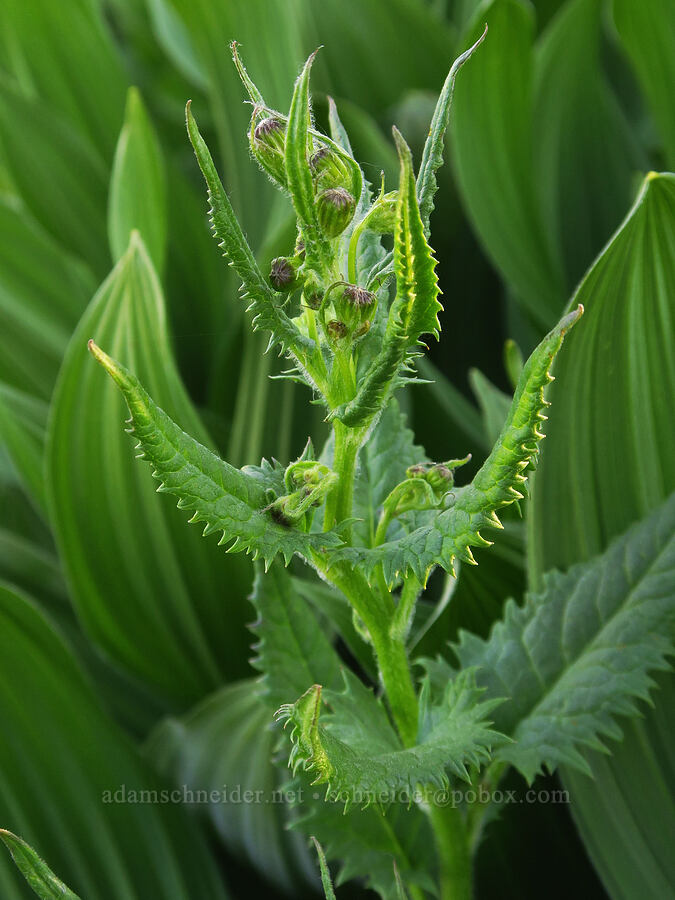 arrow-leaf groundsel (Senecio triangularis) [Table Mountain, Okanogan-Wenatchee National Forest, Kittitas County, Washington]