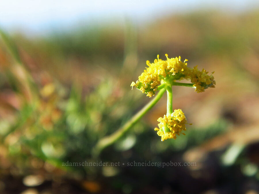 French's desert parsley (Lomatium frenchii) [Table Mountain, Okanogan-Wenatchee National Forest, Kittitas County, Washington]