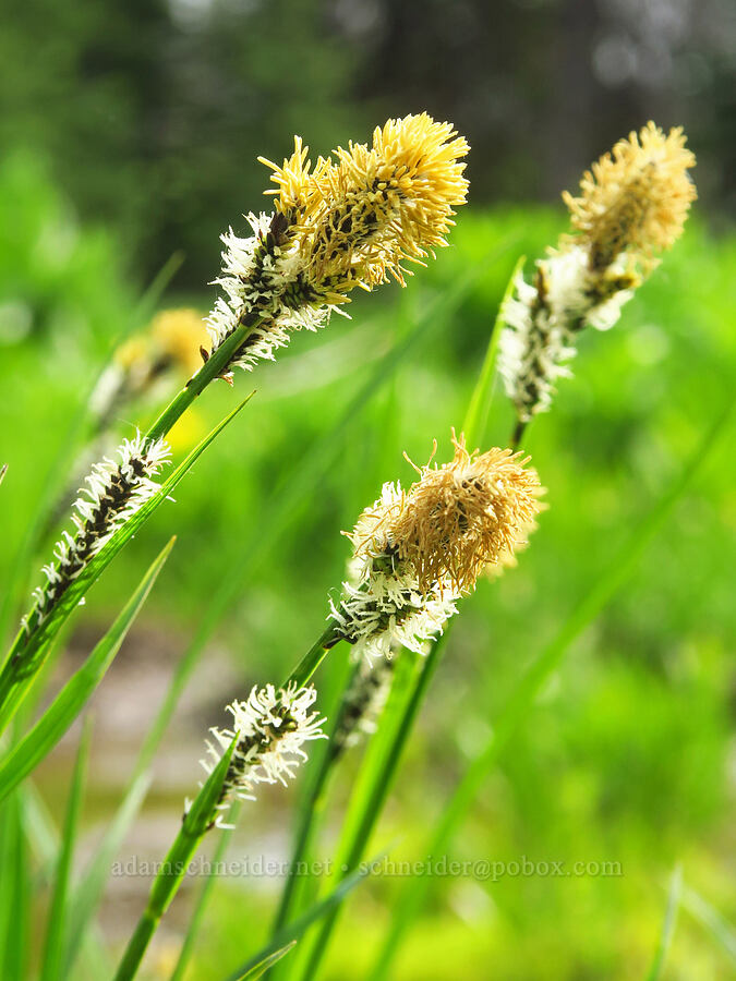 sedge flowers (Carex sp.) [Lion Rock Springs, Okanogan-Wenatchee National Forest, Kittitas County, Washington]
