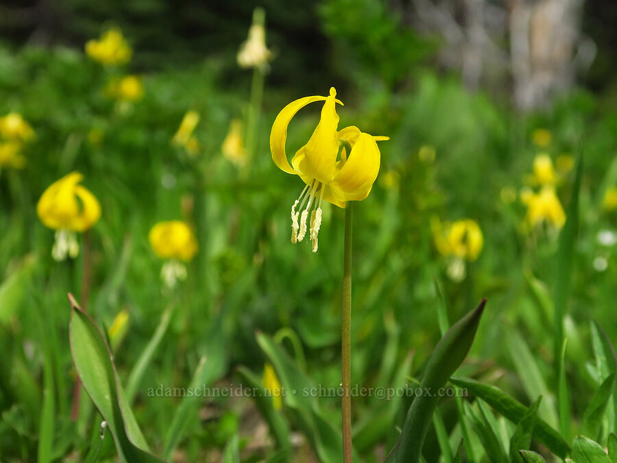 glacier lilies (Erythronium grandiflorum) [Lion Rock Springs, Okanogan-Wenatchee National Forest, Kittitas County, Washington]