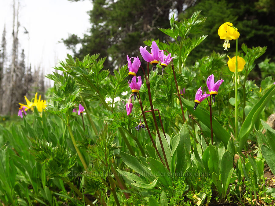 shooting-stars & glacier lilies (Dodecatheon conjugens (Primula conjugens), Erythronium grandiflorum) [Lion Rock Springs, Okanogan-Wenatchee National Forest, Kittitas County, Washington]
