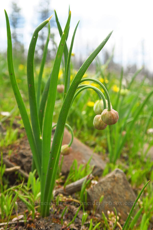 Nevius' onion, budding (Allium nevii (Allium douglasii var. nevii)) [Table Mountain, Okanogan-Wenatchee National Forest, Kittitas County, Washington]