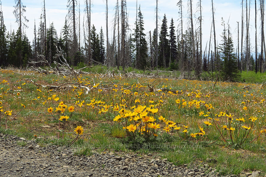Hooker's balsamroot (Balsamorhiza hookeri) [Table Mountain, Okanogan-Wenatchee National Forest, Kittitas County, Washington]