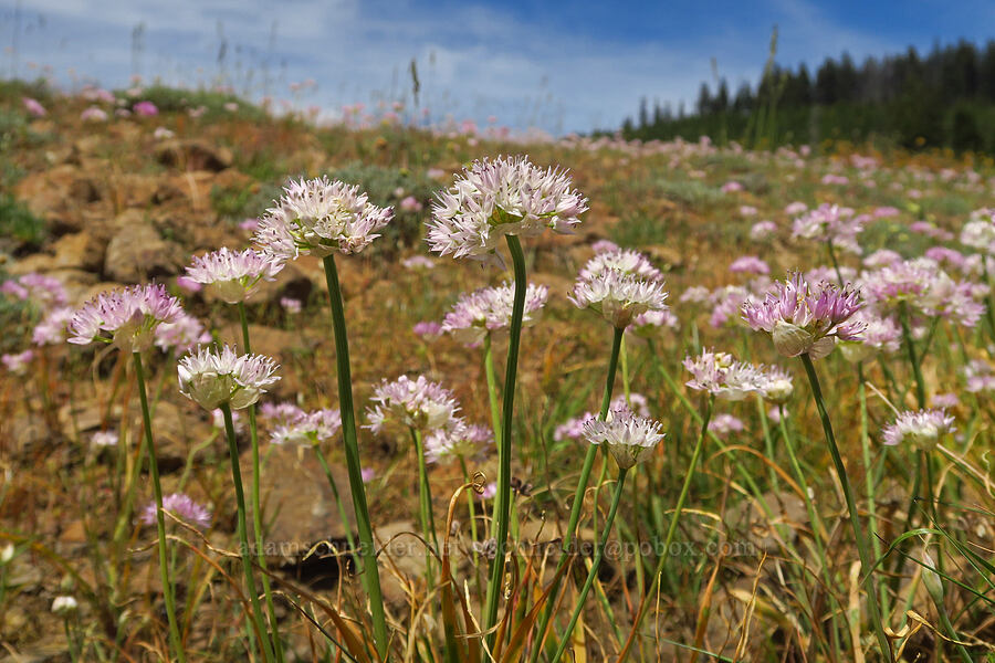 Nevius' onion (Allium nevii (Allium douglasii var. nevii)) [Reecer Creek Road, Okanogan-Wenatchee National Forest, Kittitas County, Washington]