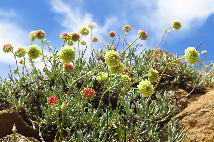 buckwheat (Eriogonum sp.) [Reecer Creek Road, Okanogan-Wenatchee National Forest, Kittitas County, Washington]
