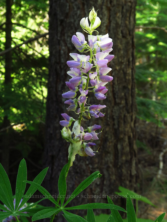 lupine (which?) (Lupinus sp.) [Forest Road 7310, Okanogan-Wenatchee National Forest, Chelan County, Washington]