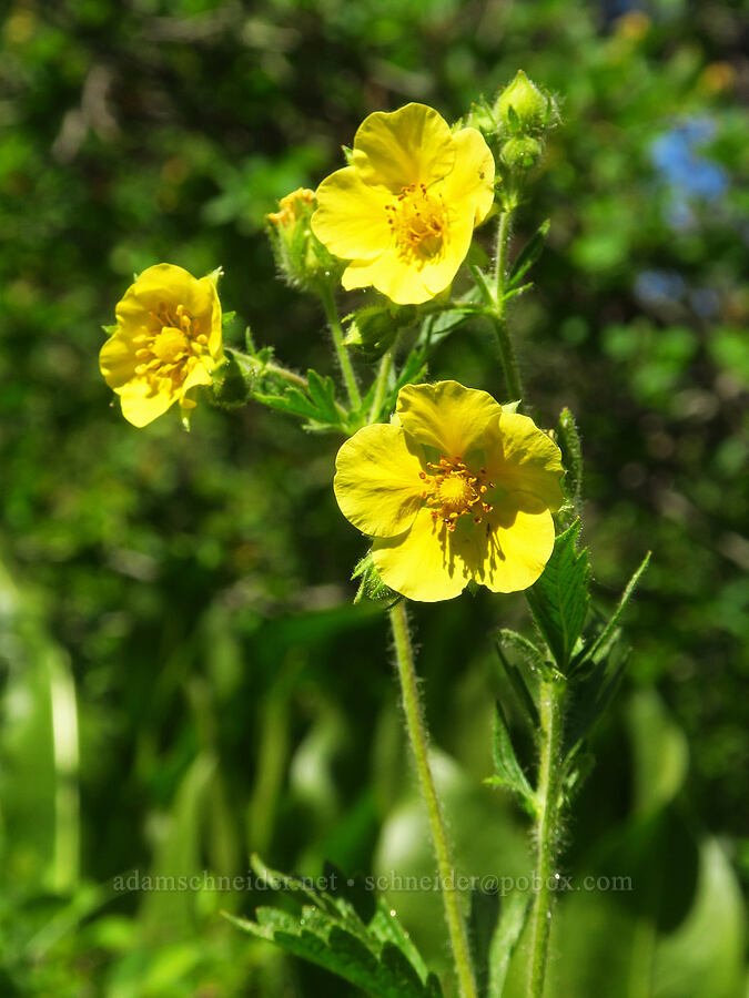 sticky cinquefoil (Drymocallis glandulosa (Potentilla glandulosa)) [Camas Meadows Natural Area Preserve, Chelan, Washington]