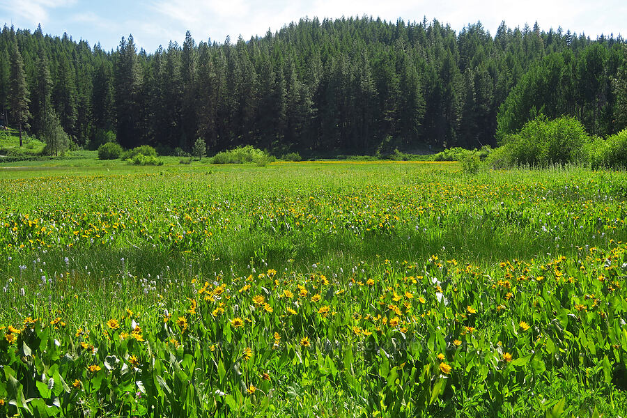 wildflowers (Wyethia amplexicaulis, Bistorta bistortoides (Polygonum bistortoides), Camassia quamash, Senecio sp.) [Camas Meadows Natural Area Preserve, Chelan, Washington]