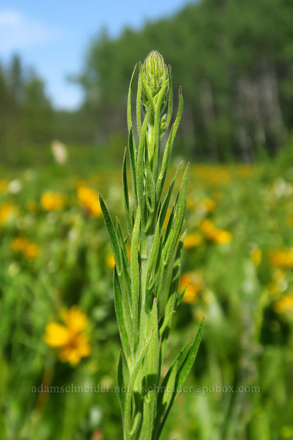 Wenatchee larkspur, budding (Delphinium viridescens) [Camas Meadows Natural Area Preserve, Chelan, Washington]