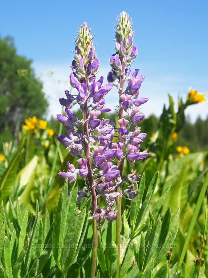 lupine (which?) (Lupinus sp.) [Camas Meadows Natural Area Preserve, Chelan, Washington]