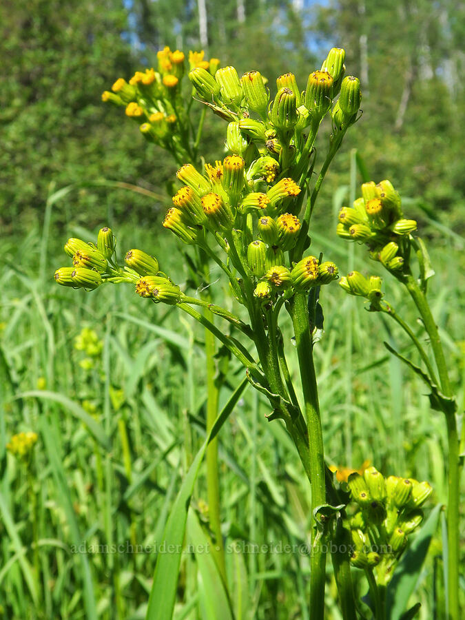 sweet marsh butterweed (tall groundsel) (Senecio hydrophiloides (Senecio foetidus)) [Camas Meadows Natural Area Preserve, Chelan, Washington]
