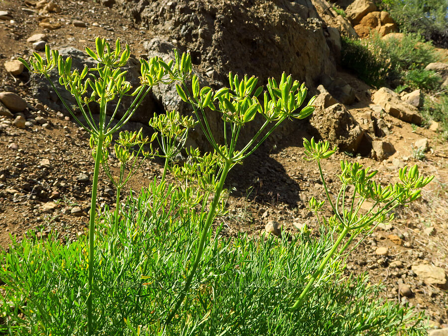 Thompson's desert parsley fruits (Lomatium thompsonii) [Forest Road 7200, Okanogan-Wenatchee National Forest, Chelan County, Washington]