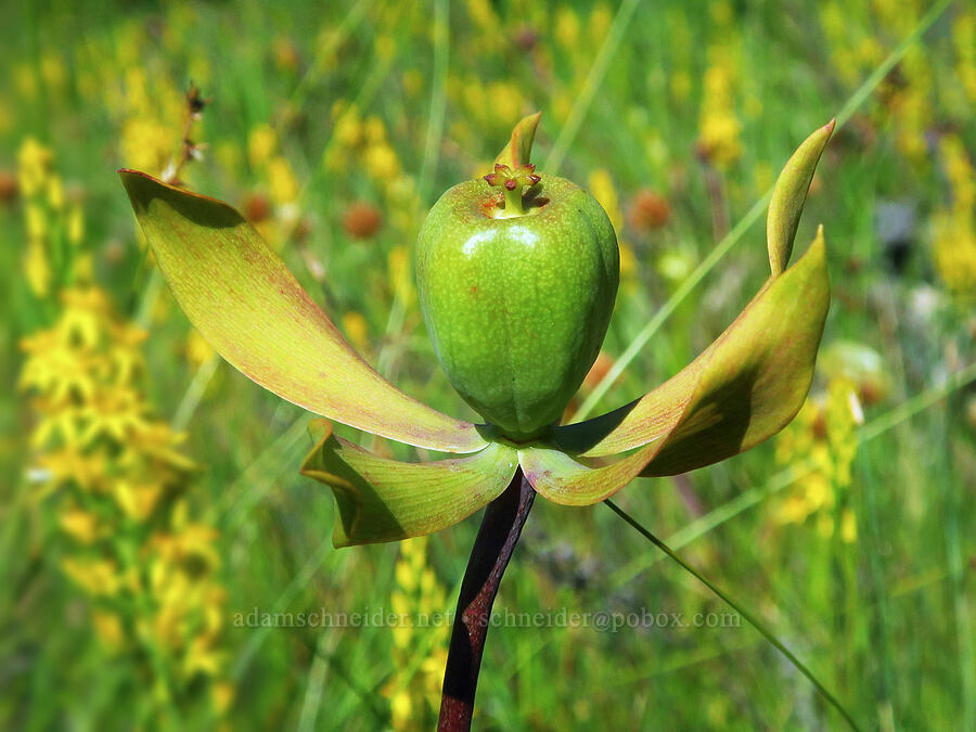 California pitcher plant seed capsule (Darlingtonia californica) [Wimer Road, Rogue River-Siskiyou National Forest, Josephine County, Oregon]