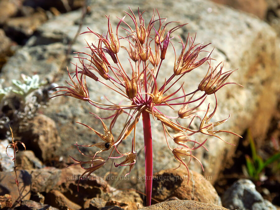 sickle-leaf onion, going to seed (Allium falcifolium) [Wimer Road, Rogue River-Siskiyou National Forest, Josephine County, Oregon]