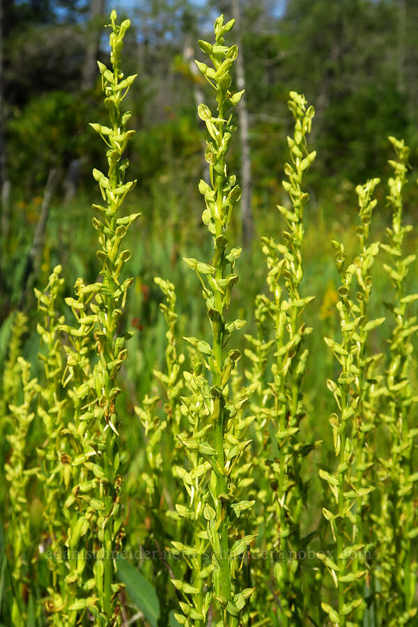 few-flowered bog orchids (Platanthera sparsiflora (Habenaria sparsiflora)) [Whiskey Creek Fen, Rogue River-Siskiyou National Forest, Josephine County, Oregon]