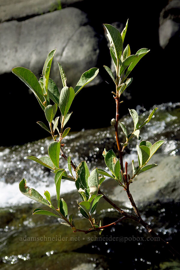 Del Norte willow (Salix delnortensis) [Whiskey Creek, Rogue River-Siskiyou National Forest, Josephine County, Oregon]