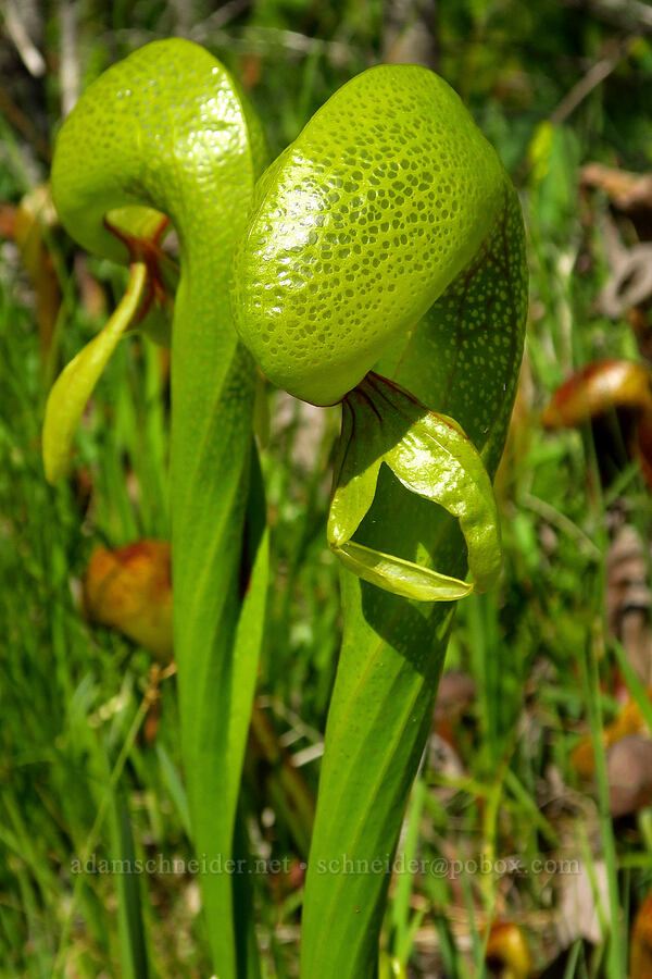 California pitcher plants (Darlingtonia californica) [Whiskey Creek Fen, Rogue River-Siskiyou National Forest, Josephine County, Oregon]