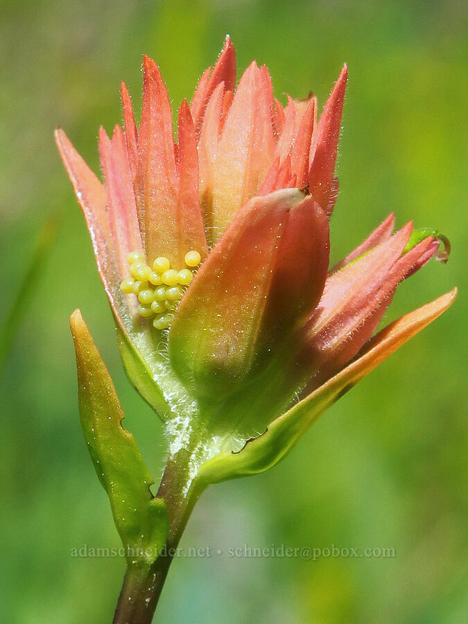 paintbrush & insect eggs (Castilleja sp.) [Whiskey Creek Fen, Rogue River-Siskiyou National Forest, Josephine County, Oregon]