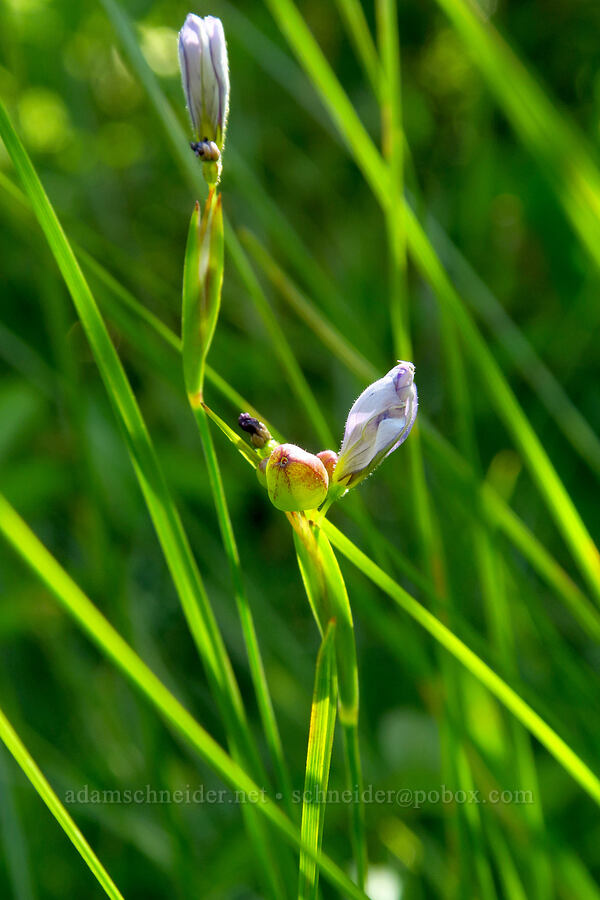 blue-eyed grass, going to seed (Sisyrinchium bellum) [Whiskey Creek Fen, Rogue River-Siskiyou National Forest, Josephine County, Oregon]