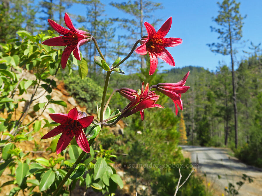 Bolander's lily (Lilium bolanderi) [Wimer Road, Rogue River-Siskiyou National Forest, Josephine County, Oregon]