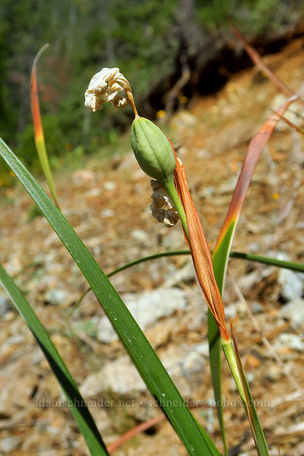 Siskiyou iris, going to seed (Iris bracteata) [Wimer Road, Rogue River-Siskiyou National Forest, Josephine County, Oregon]
