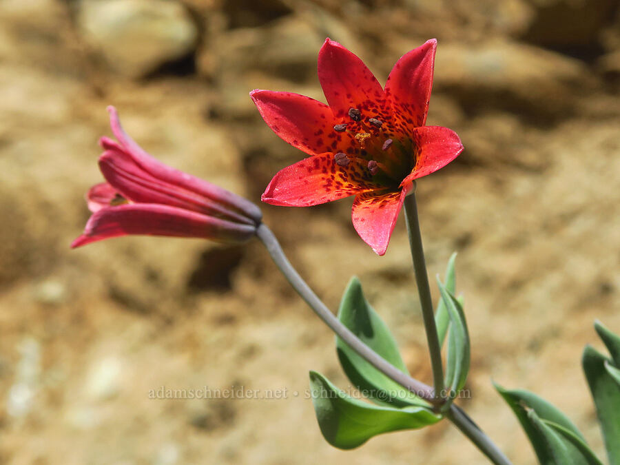 Bolander's lily (Lilium bolanderi) [Wimer Road, Rogue River-Siskiyou National Forest, Josephine County, Oregon]