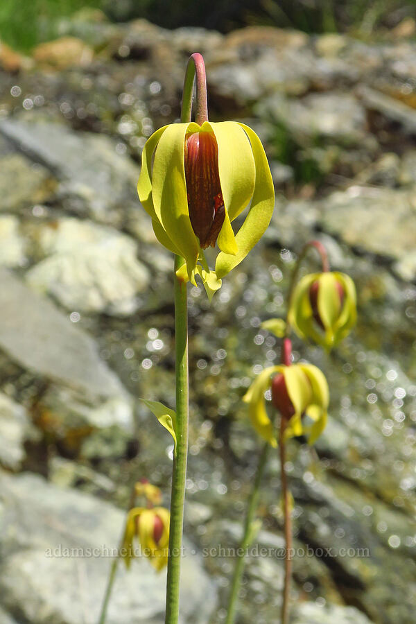 California pitcher plant flowers (Darlingtonia californica) [Wimer Road, Rogue River-Siskiyou National Forest, Josephine County, Oregon]