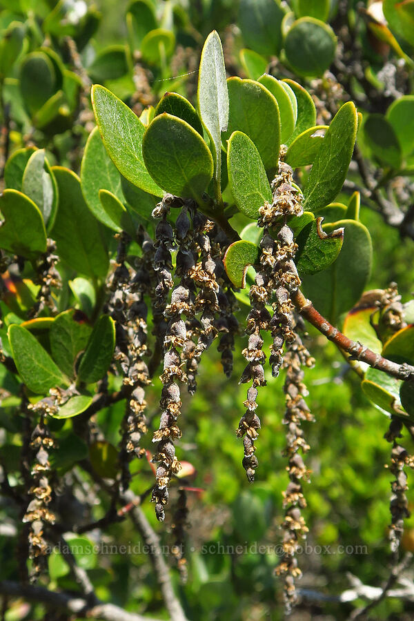 dwarf silk-tassel (Garrya buxifolia) [Wimer Road, Rogue River-Siskiyou National Forest, Josephine County, Oregon]