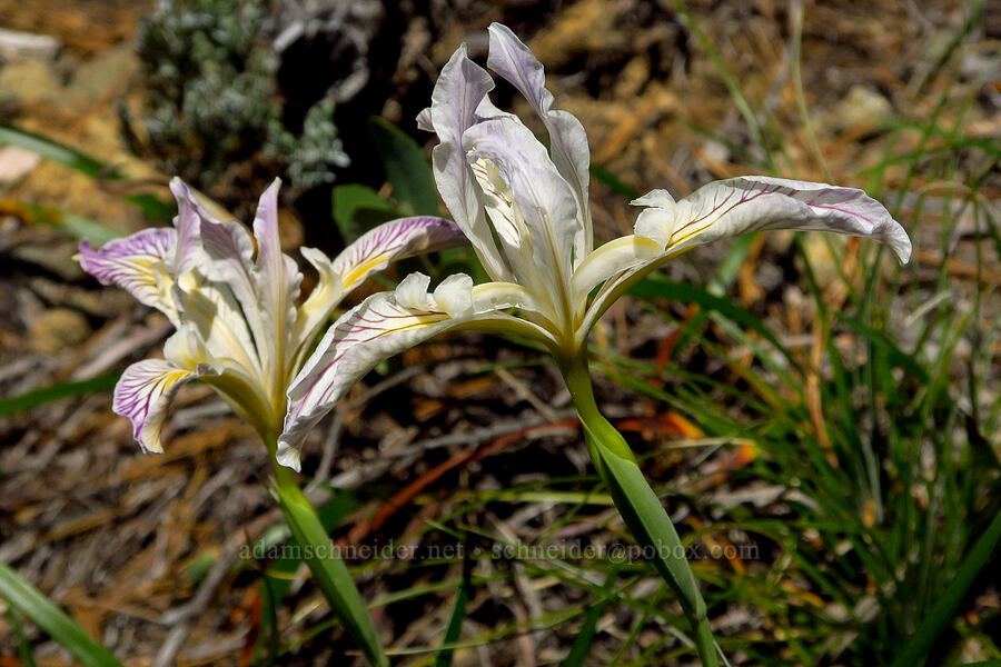 Siskiyou irises (Iris bracteata) [Wimer Road, Rogue River-Siskiyou National Forest, Josephine County, Oregon]