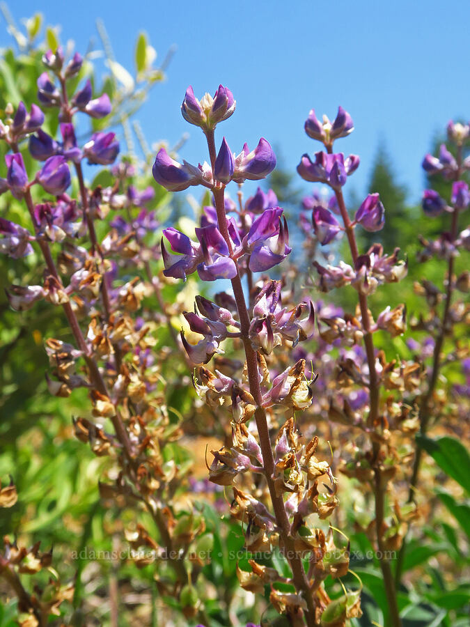 Plumas lupine (Lupinus onustus) [Wimer Road, Rogue River-Siskiyou National Forest, Josephine County, Oregon]