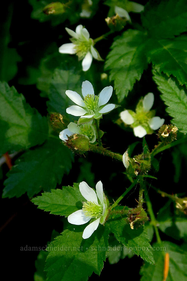 trailing blackberry (Rubus ursinus) [County Road 315, Six Rivers National Forest, Del Norte County, California]