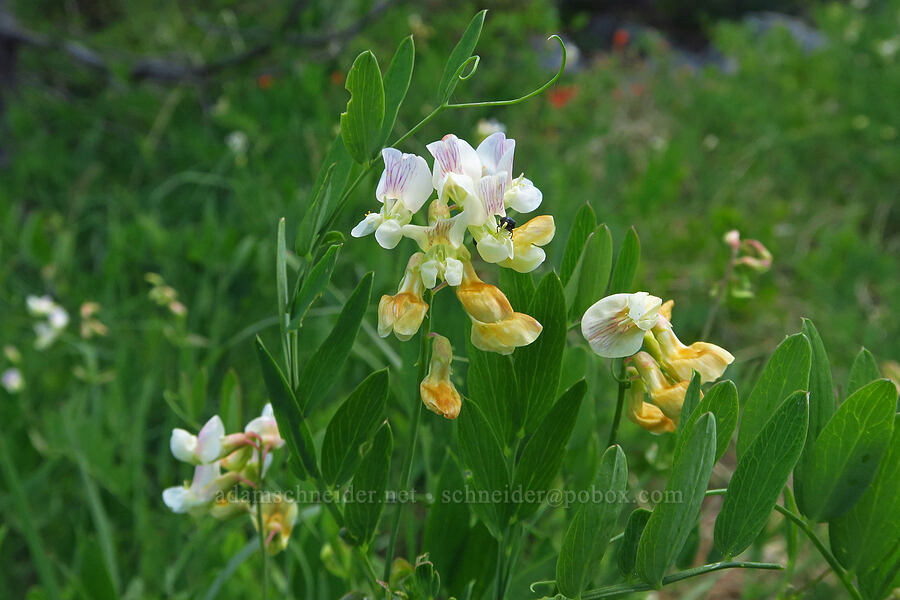 Del Norte pea-vine (Lathyrus delnorticus) [County Road 315, Six Rivers National Forest, Del Norte County, California]