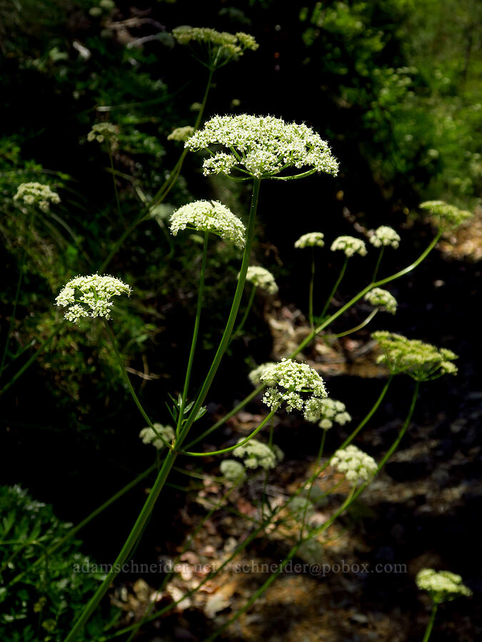 lovage (Ligusticum sp.) [County Road 315, Six Rivers National Forest, Del Norte County, California]